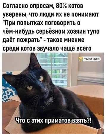 Согласно опросам 80 котов уверены что люди их не понимают При попытках поговорить о чём нибудь серьёзном хозяин тупо даёт пожрать такое мнение среди котов звучало чаще всего Г Е 1Е 45 ъ тмеРумхо