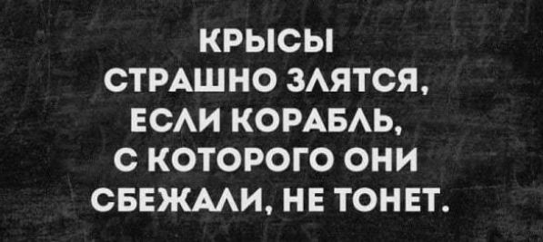 КРЫСЫ СТРАШНО ЗЛЯТСЯ ЕСЛИ КОРАБЛЬ С КОТОРОГО ОНИ СБЕЖАЛИ НЕ ТОНЕТ