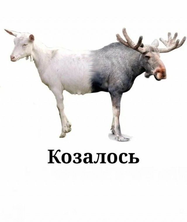 Козалось