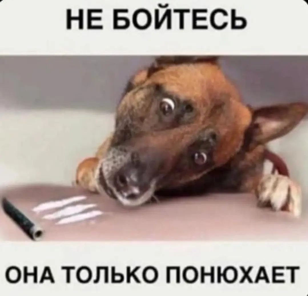 НЕ БОЙТЕСЬ ОНА ТОЛЬКО ПОНЮХАЕТ