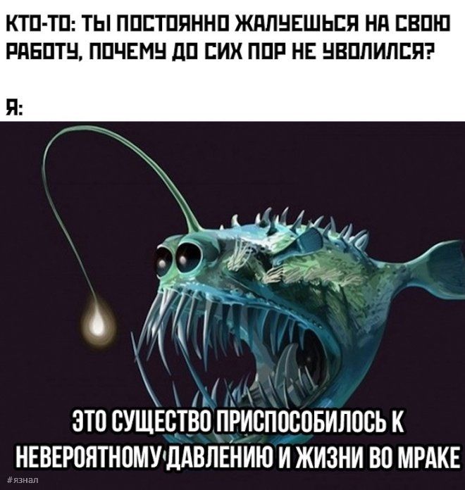 КТО ТО ТЫ ПОСТОЯННО ЖАЛУЕШЬСЯ НА СВОЮ РАБОТЧУ ПОЧЕМУ ДО СИХ ПОР НЕ УВОЛИЛСЯ о КТа Й И Ми ЭТО СУЩЕСТВО ПРИСПОСОБИЛОСЬ К НЕВЕРОЯТНОМУ ДАВЛЕНИЮ И ЖИЗНИ ВО МРАКЕ