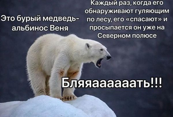 Это бурый медведь-альбинос Венька
Каждый раз, когда его обнаруживают гуляющим по лесу, его «спасают» и просыпается он уже на Северном полюсе
Бляяяяяяяяь!!!