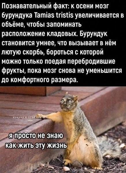 Познавательный факт: к осени мозг бурундука Tamias tristis увеличивается в объёме, чтобы запоминать расположение кладовых. Бурундук становится умнее, что вызывает в нём лютою скорбь, бороться с которой можно только поедая перебродившие фрукты, пока мозг снова не уменьшится до комфортного размера.

Я просто не знаю как жить эту жизнь
