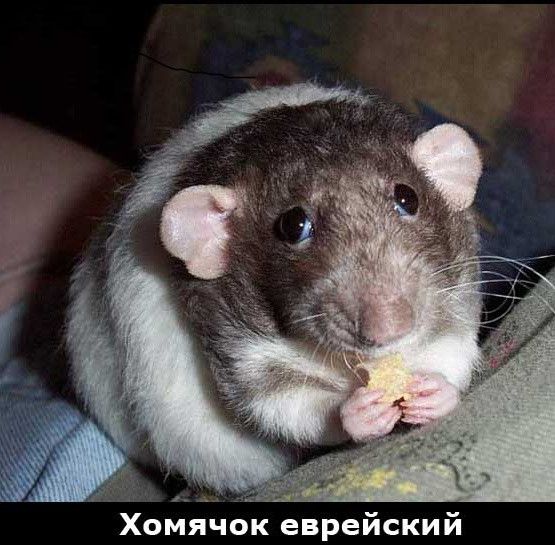 Хомячок еврейский