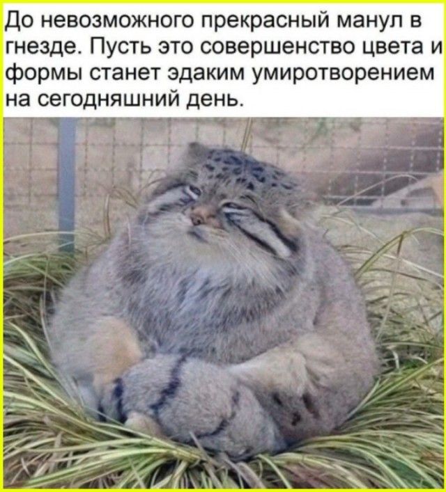 До невозможного прекрасный манул в гнезде. Пусть это совершенство цвета и формы станет эдаким умиротворением на сегодняшний день.