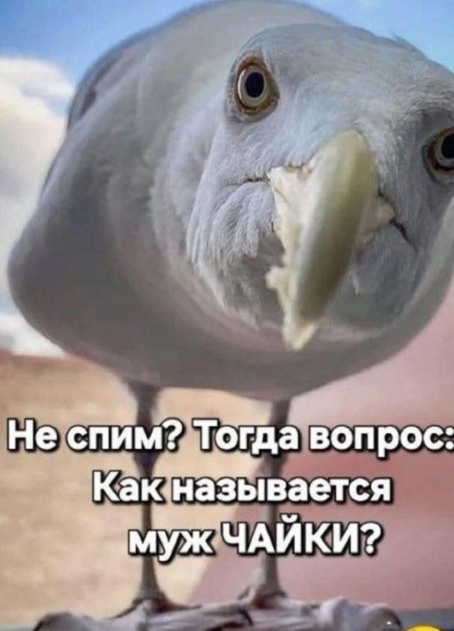Не спим? Тогда вопрос: Как называется муж ЧАЙКИ?