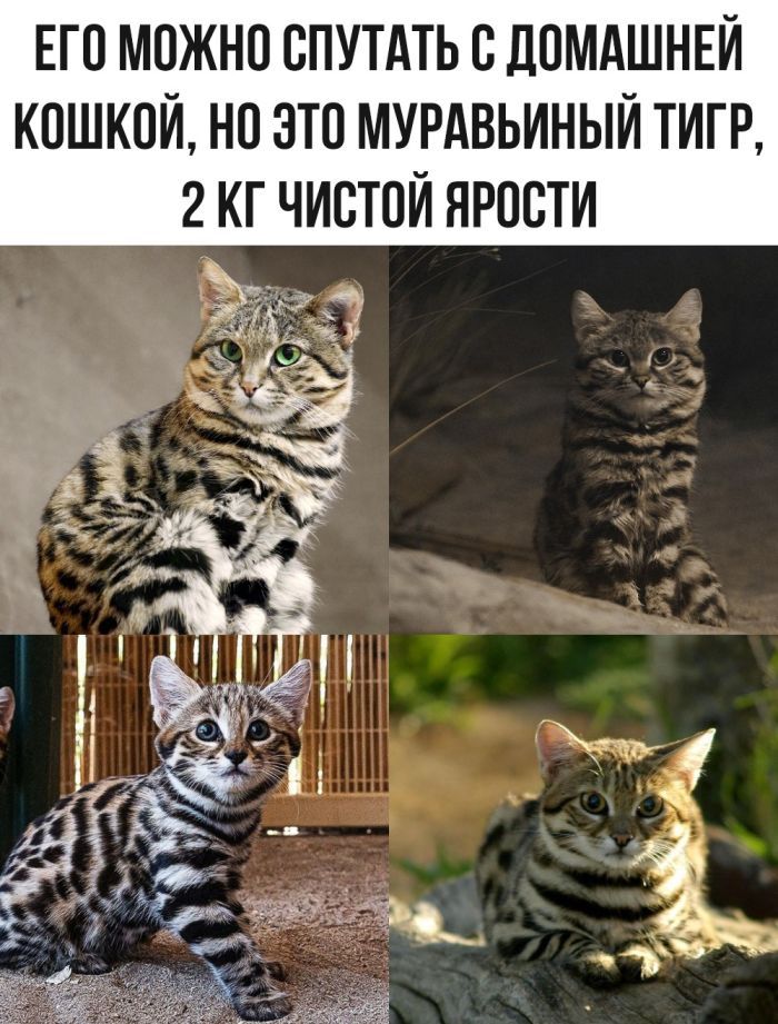 ЕГО МОЖНО СПУТАТЬ С ДОМАШНЕЙ КОШКОЙ, НО ЭТО МУРАВЬИНОЙ ТИГР, 2 КГ ЧИСТОЙ ЯРОСТИ