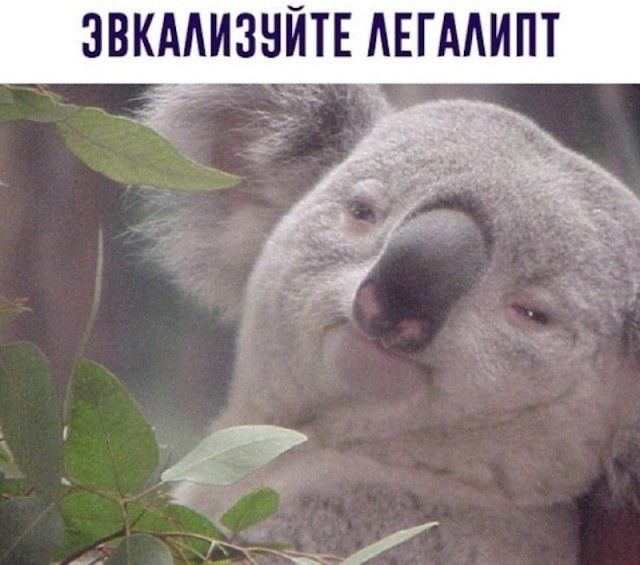 ЭВКАЛИЗУЙТЕ ЛЕГАЛИПТ