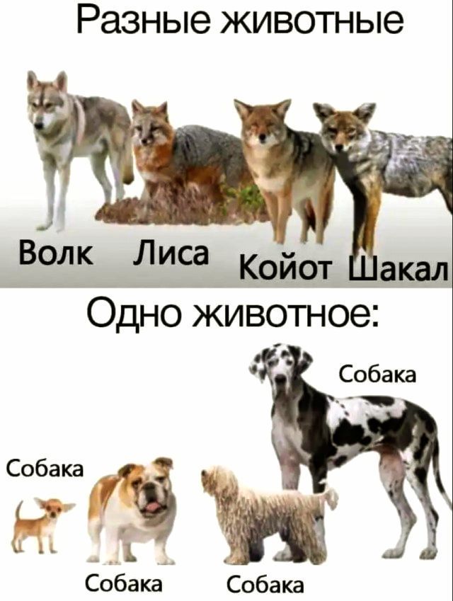 Разные животные
Волк Лиса Койот Шакал
Одно животное:
Собака
Собака
Собака
Собака