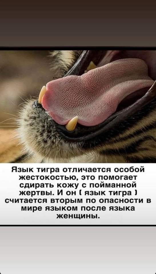 Язык тигра отличается особой жесткостью, это помогает сдирать кожу с пойманной жертвы. И он (язык тигра) считается вторым по опасности в мире языком после языка женщины.