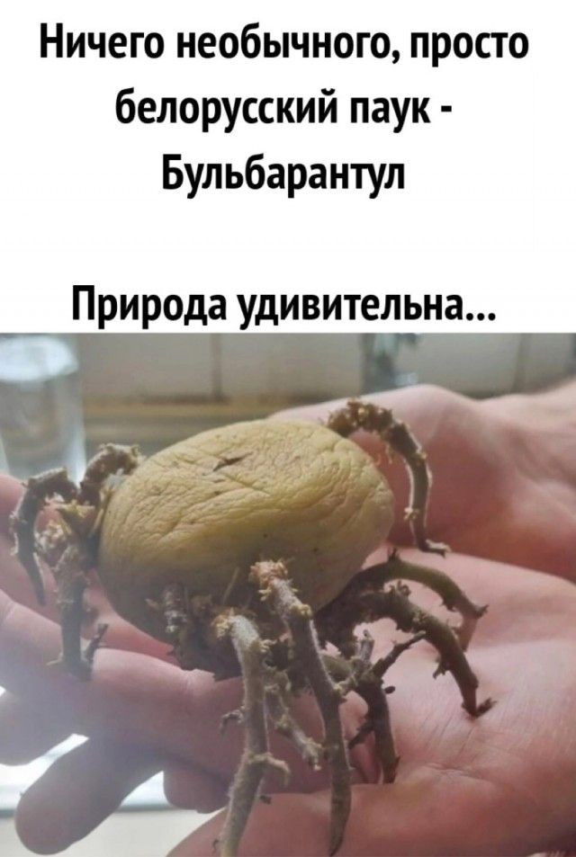 Ничего необычного, просто белорусский паук - Бульбарантул
Природа удивительна...