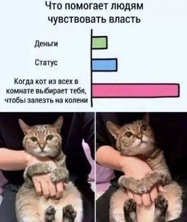 Что помогает людям чувствовать власть

Деньги
Статус

Когда кот из всех в комнате выбирает тебя, чтобы залезть на колени