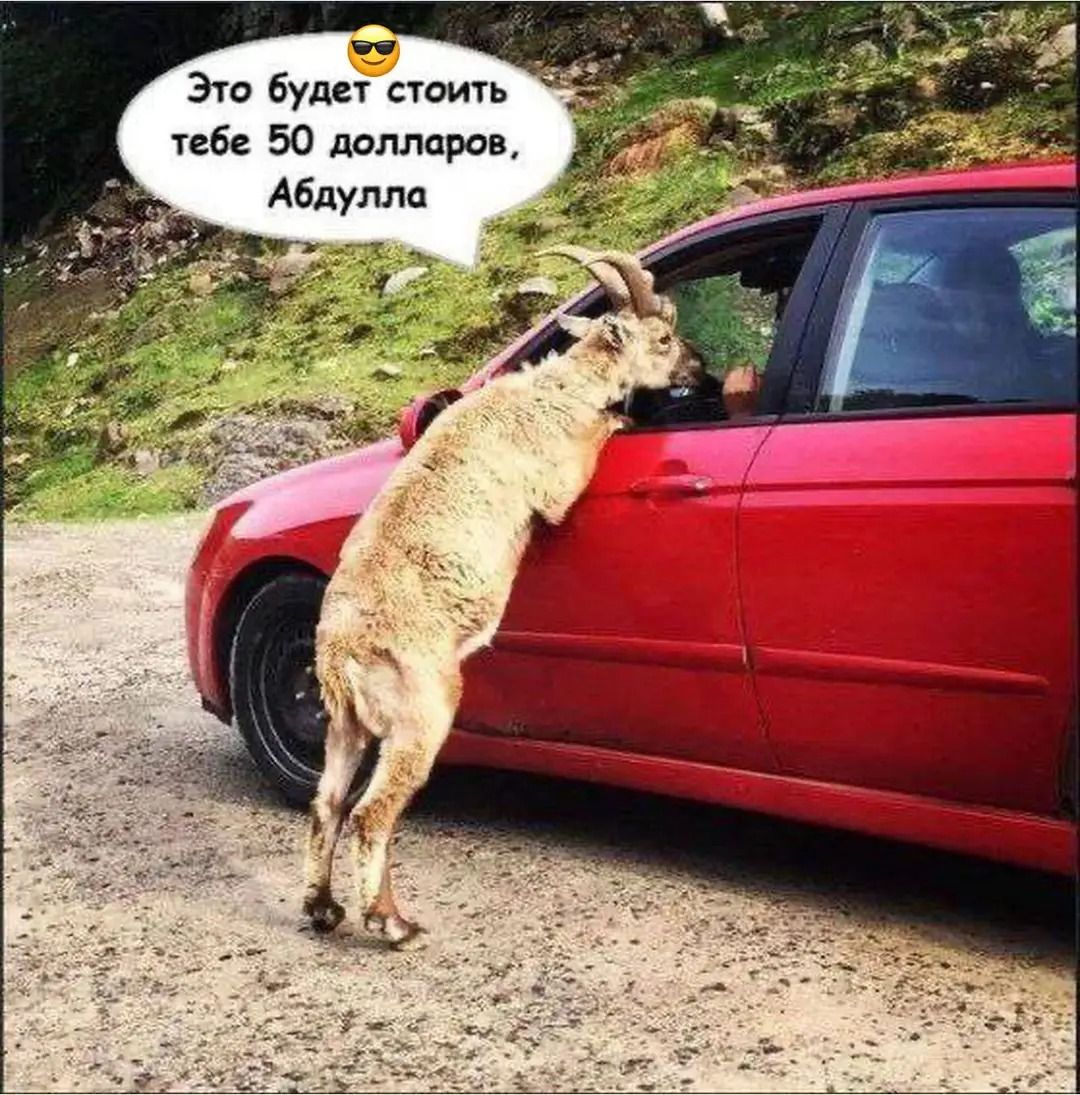 Это будет стоить тебе 50 долларов, Абдула