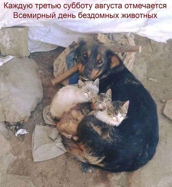 Каждую третью субботу августа отмечается Всемирный день бездомных животных