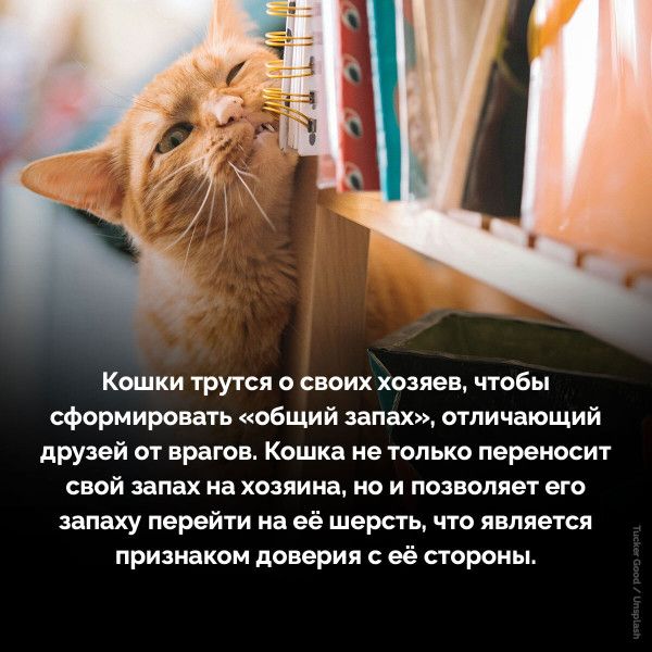 Кошки трутся о своих хозяев, чтобы сформировать «общий запах», отличающий друзей от врагов. Кошка не только переносит свой запах на хозяина, но и позволяет его запаху перейти на её шерсть, что является признком доверия с её стороны.