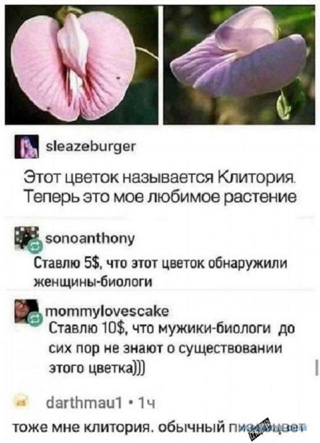 Этот цветок называется Клитория. Теперь это мое любимое растение.
Ставлю 5$, что этот цветок обнаружили женщины-биологи.
Ставлю 10$, что мужики-биологи до сих пор не знают о существовании этого цветка)))
тоже мне клитория. обычный пимпчик.