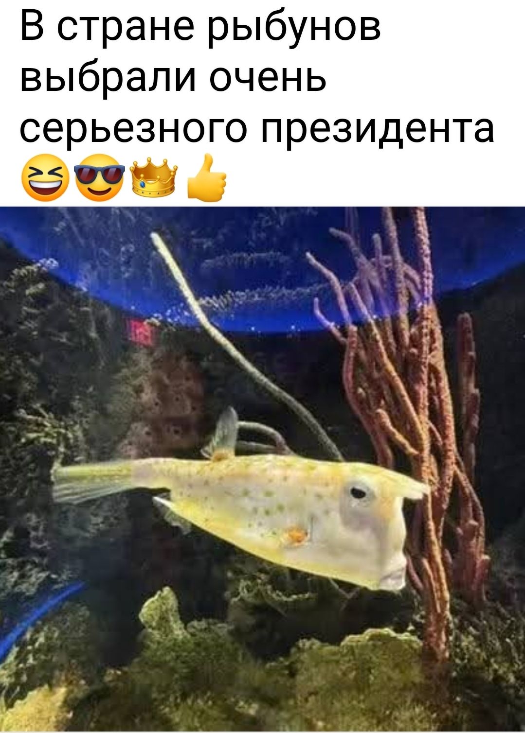 В стране рыбунов выбрали очень серьезного президента