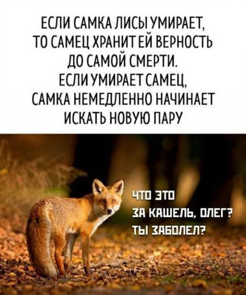 Если самка лисы умирает, то самец хранит ей верность до самой смерти. Если умирает самец, самка немедленно начинает искать новую пару
Что это за кашель, Олeг? ты заболел?