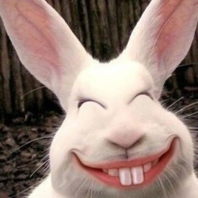 Белый кролик с улыбкой и большими зубами