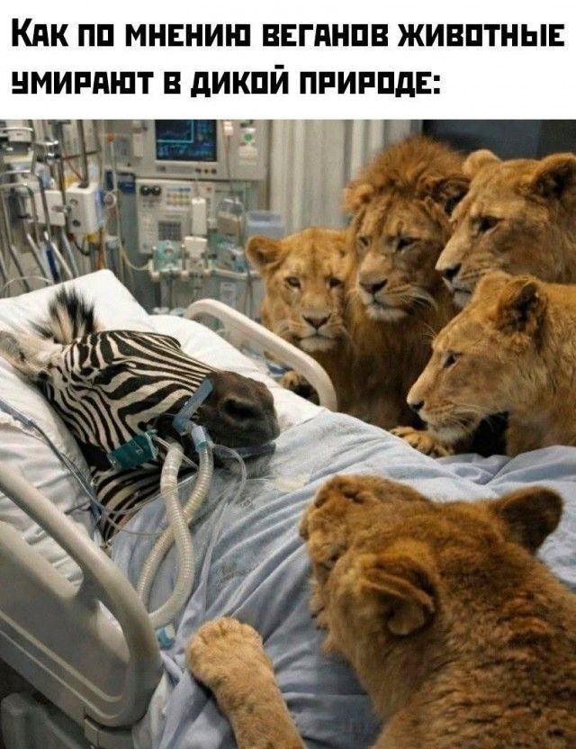 Как по мнению веганов животные умирают в дикой природе: