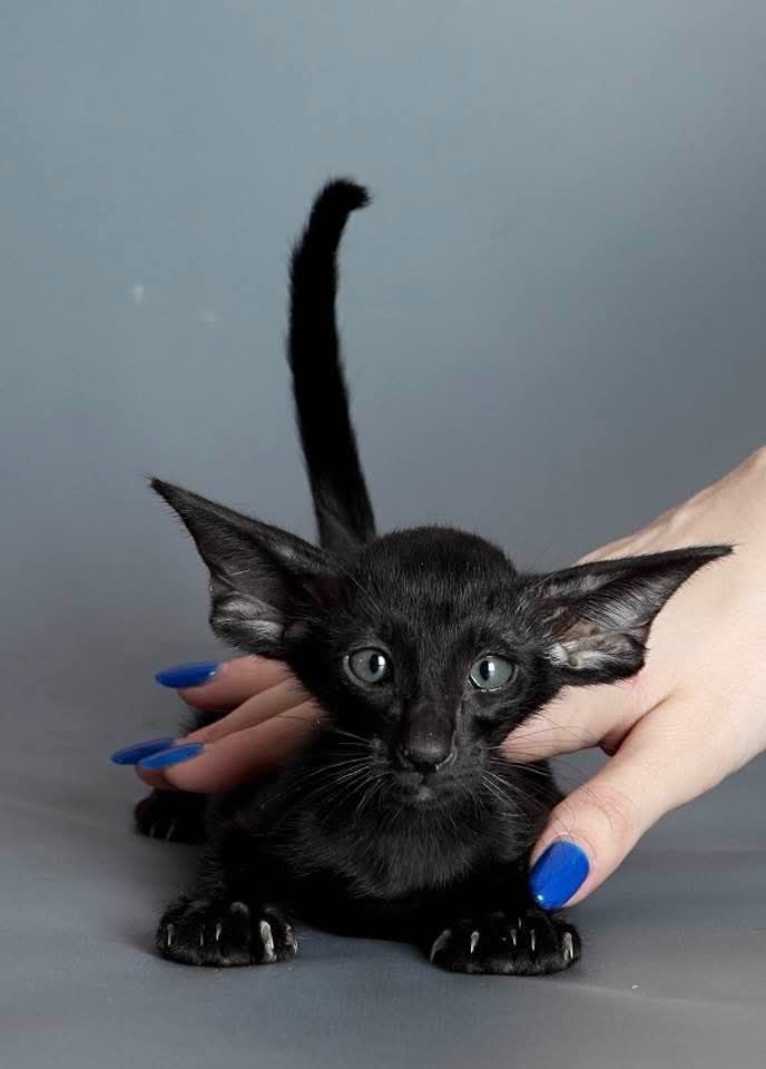 Черный котенок с большими ушами и голубыми глазами, держат на руках.