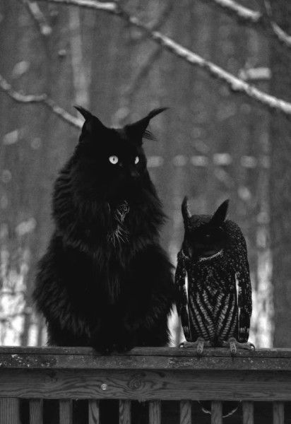 Черная кошка и сова сидят на перилах зимой, в тёмном тоне снимка.