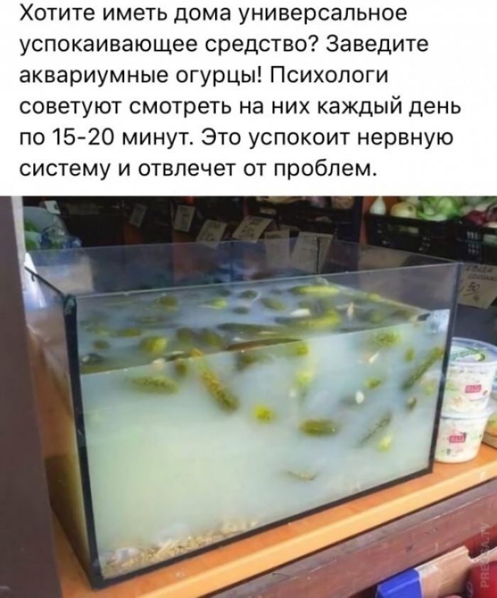 Хотите иметь дома универсальное успокаивающее средство? Заведите аквариумные огурцы! Психологи советуют смотреть на них каждый день по 15-20 минут. Это успокоит нервную систему и отвлечет от проблем.
