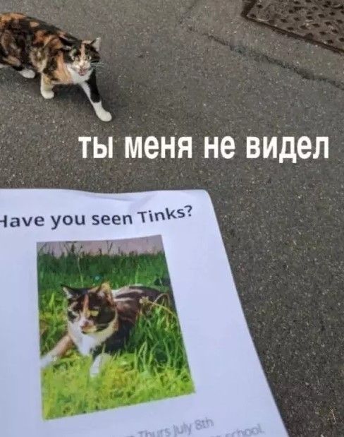 Ты меня не видел. Have you seen Tinks?