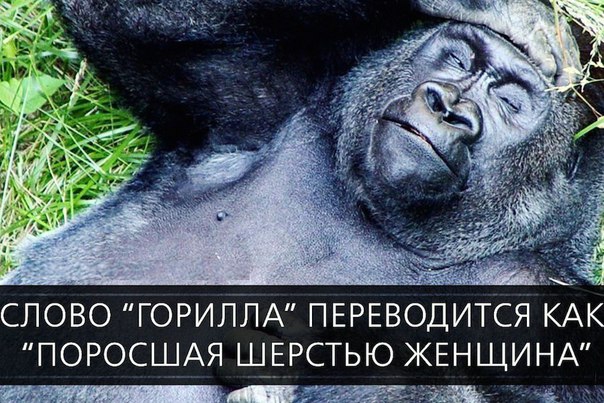 СЛОВО ГОРИЛЛА ПЕРЕВОДИТСЯ КАК ПОРОСШАЯ ШЕРСТЬЮ ЖЕНЩИНА