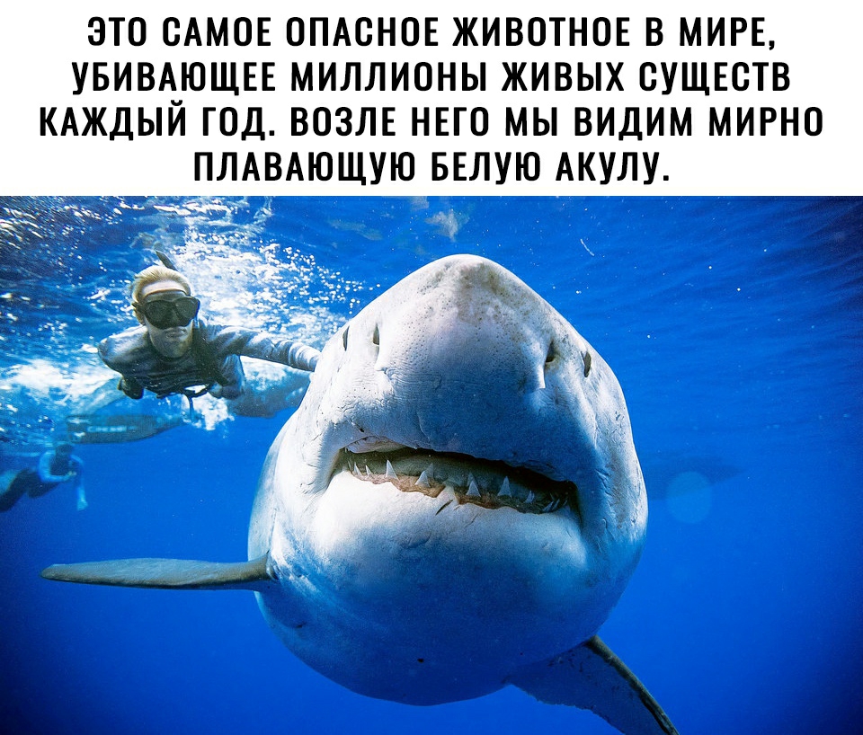 ЭТО САМОЕ ОПАСНОЕ ЖИВОТНОЕ В МИРЕ УБИВАЮЩЕЕ МИЛЛИОНЫ ЖИВЫХ СУЩЕСТВ КАЖДЫЙ ГОД ВОЗЛЕ НЕГО МЫ ВИДИМ МИРНО ПЛАВАЮЩУЮ БЕЛУЮ АКУЛУ