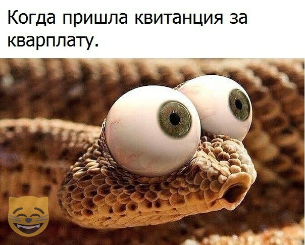 Когда пришла квитанция за кварплату