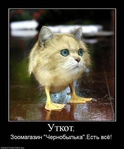 Уткот Зооматзин ЧернобыпькаЕсть всё