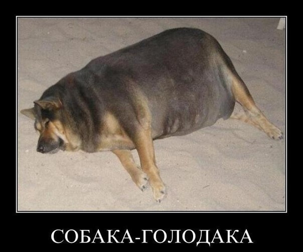 СОБАКА ГОЛОДАКА