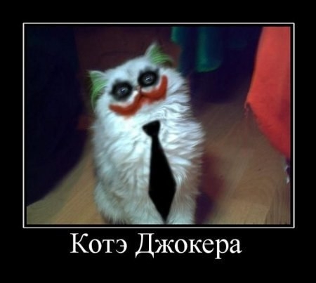 Котэ Джокера