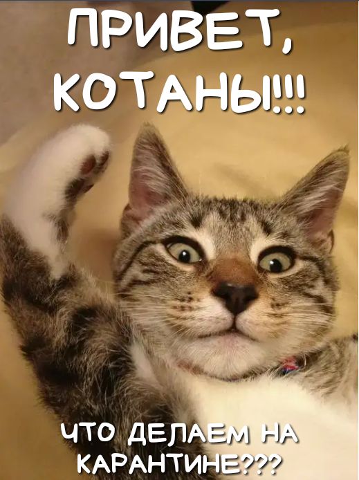 ПРИВЕТ КОТАНЫ Ь 1 ЧТО ДЕЛА КАРАНТИ