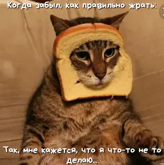 Бьш Как правильно жрать Так мне кожеТся что я что то не То делаю