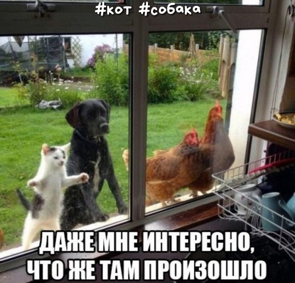 тат собчка и _ РГ ъ дднТЕмнЕ ЙЕРЮЁП Ёпотътдм пгоизошліо