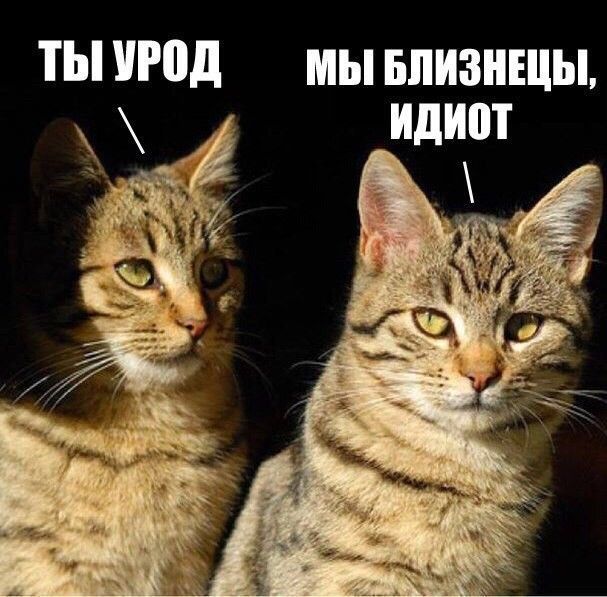 ты урод мы впизншы идиот