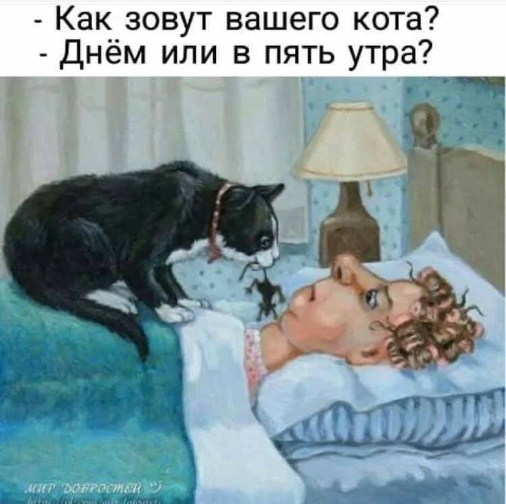 Как зовут вашего кота Днём или в пять утра