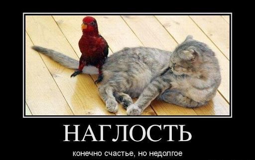 НАГЛОСТЬ конечно счатье но недсп гое