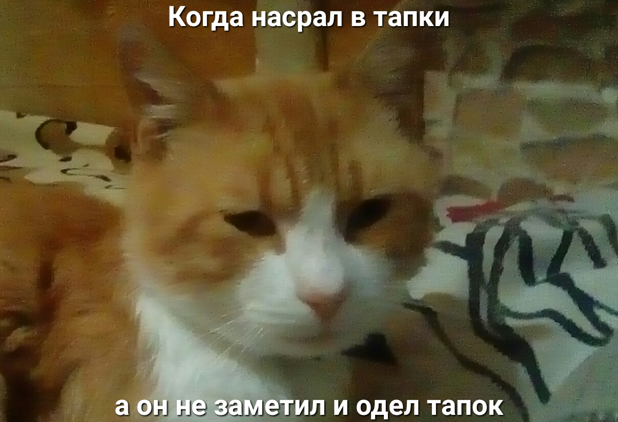 Когда насрал в тапки а он На заше л и одел тапок