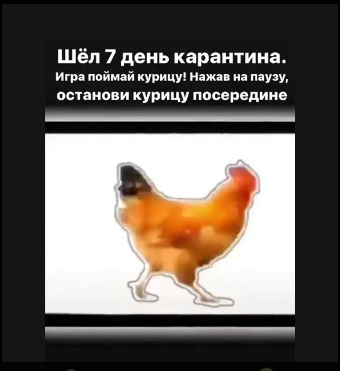 Шёл 7 день карантина Игра поймай курицу Нажав на паузу останови курицу посередине