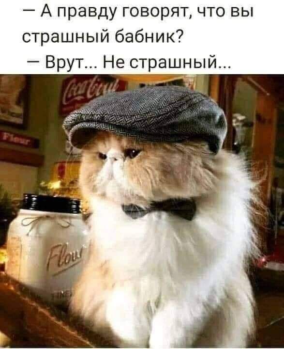 А правду говорят что вы страшный бабник Брут Не страшный