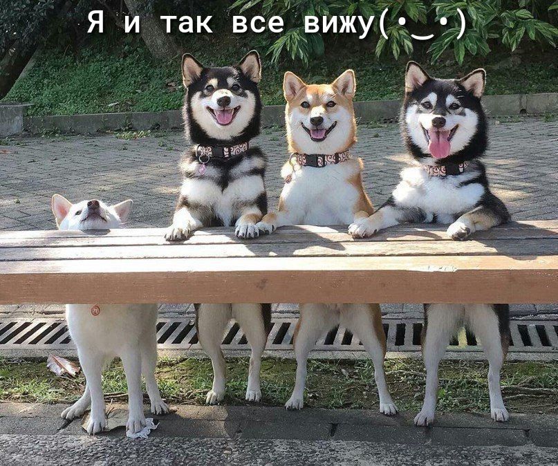 ги Я и так вееівіжу