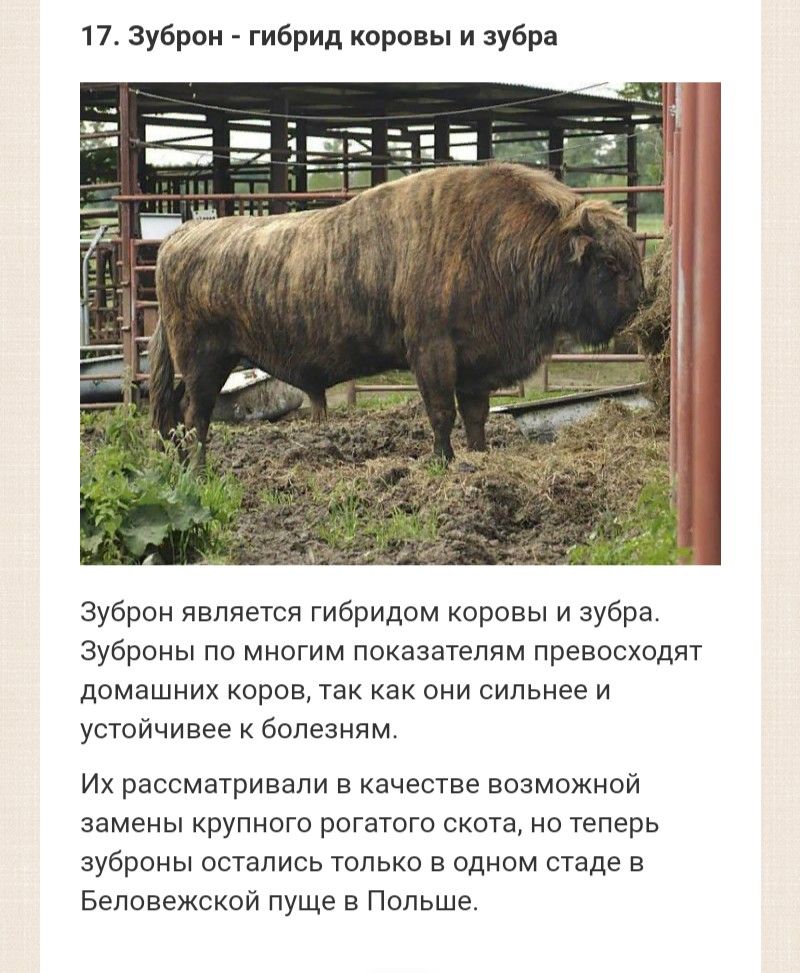17 Зуброн гибрид коровы и зубра Зуброн является гибридом коровы и зубра Зуброны по многим показателям превосходят домашних коров так как они сильнее и устойчивее к болезням Их рассматривали в качестве возможной замены крупного рогатого скота но теперь зуброны остались только в одном стаде в Беловежской пуще в Польше
