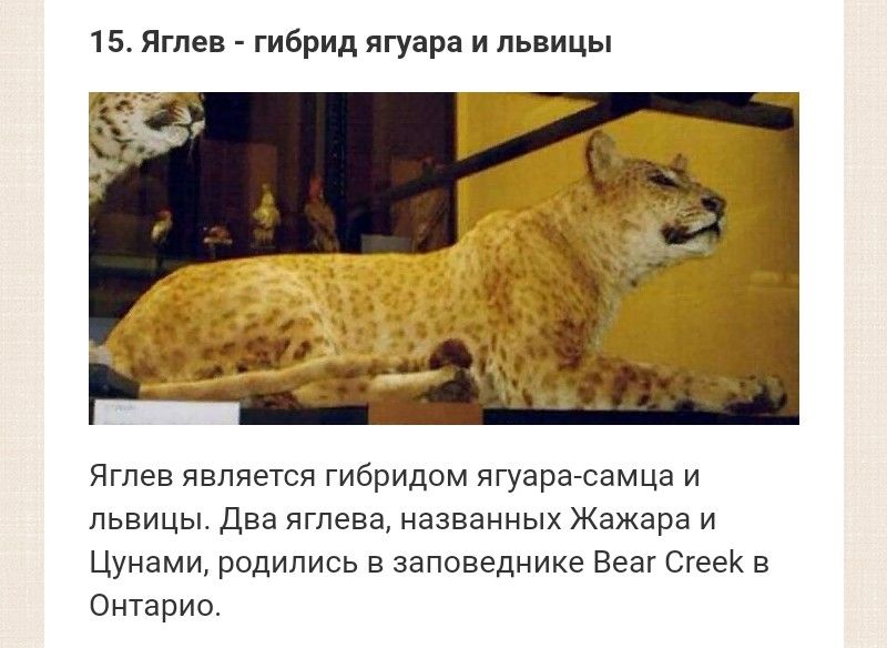 15 Яглев гибрид ягуара и львицы Яглев является гибридом ягуара самца и львицы Два яглева названных Жажара и Цунами родились в заповеднике Веаг СгееК в Онтарио