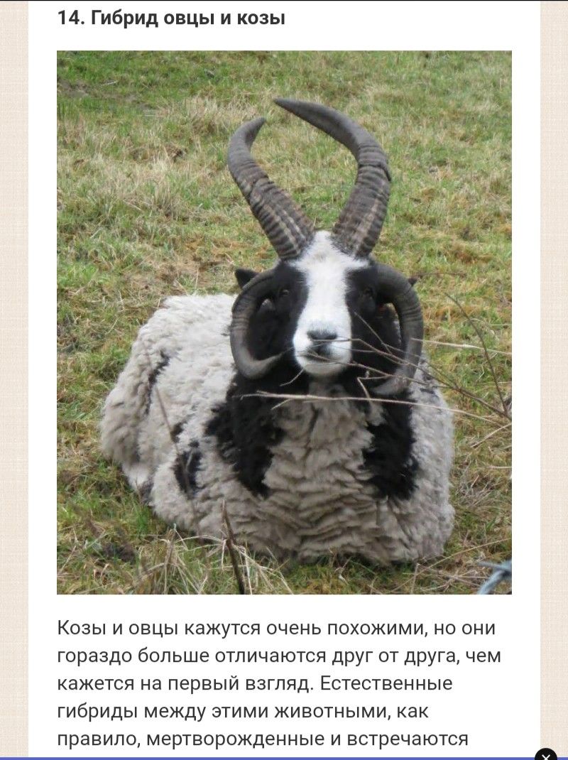 14 Гибрид овцы и козы Козы и овцы кажутся очень похожими но они гораздо больше отличаются друг от друга чем кажется на первый взгляд Естественные гибриды между этими животными как правило мертворожденные и встречаются