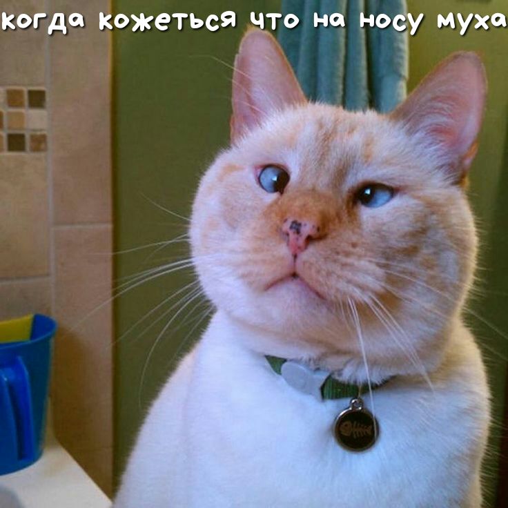 когда кажеться ато но Ё юёгу муха