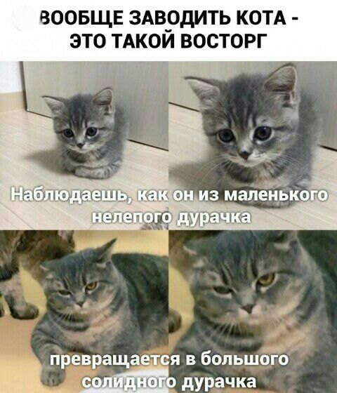 ВООБЩЕ ЗАВРДИТЬ КОТА ЭТО ТАКОИ ВОСТОРГ превращается в большбідо Й дурачка