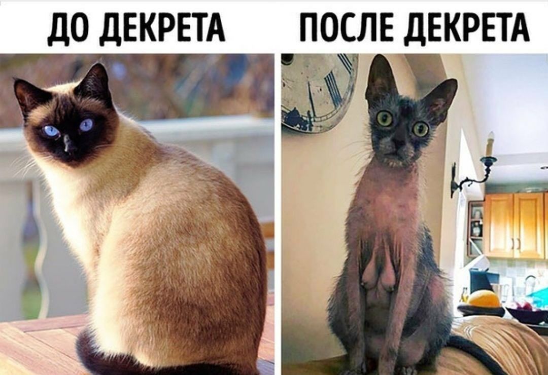 д0 дЕКРЕТА ПОСЛЕ дЕКРЕТА